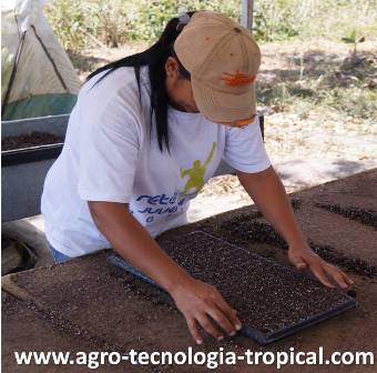 se retira el exceso de sustrato de las bandejas